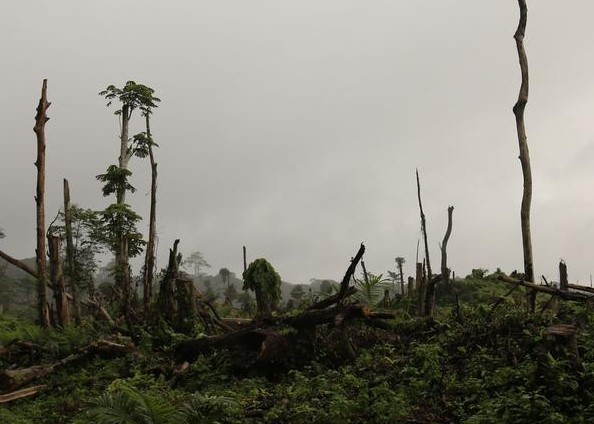 hutan terbakar