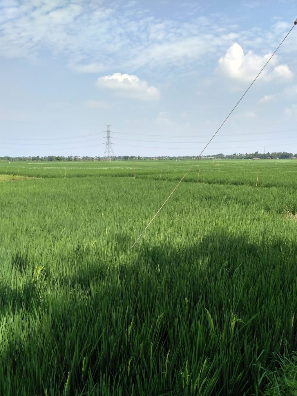 sawah