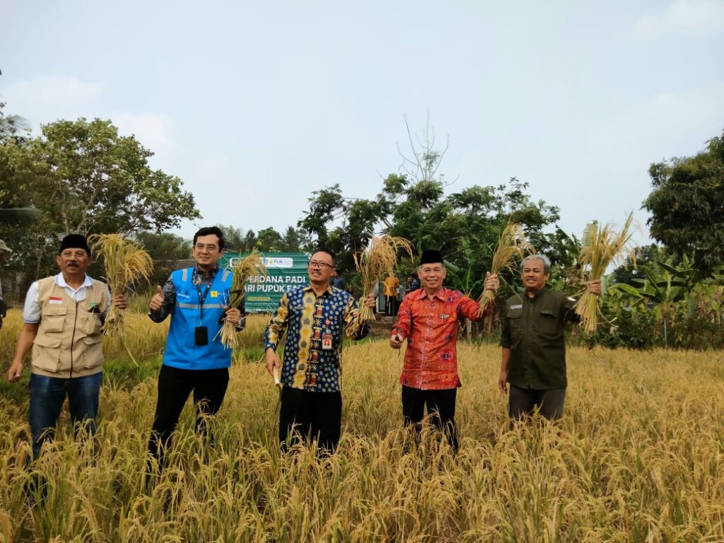 Panen padi di Pandeglang, Banten